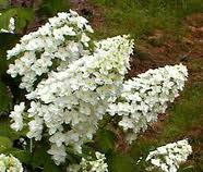 Oakleaf Hydrangea Blooms resized 326