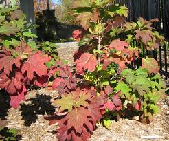 Oakleaf Hydrangea fall color resized 326
