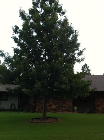 Shumard Oak in Tulsa