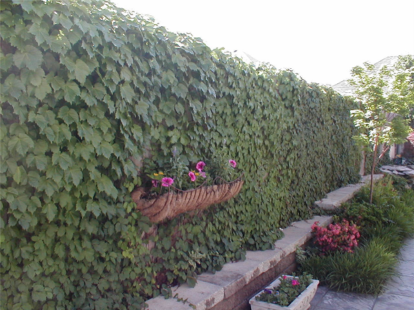 Boston Ivy on a Wood fence for a Greewall in a Narrow lot home