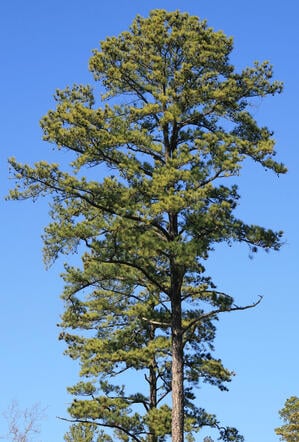 pine loblolly tree trees pinus taeda louisiana growth growing landscape seeds fast forest progardentips rate care name height