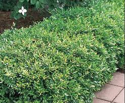 Dwarf Yaupon Holly hedged in the Tulsa Landscape resized 326