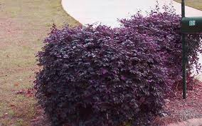 Loropetalum Medium shrub form